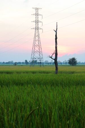 A picture of high voltage electricity post in jasmine rice field before sunsetの写真素材