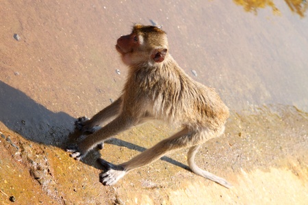 Long-tailed Macaque or crab-eating monkey in tropical rain forestの写真素材