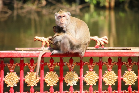Long-tailed Macaque or crab-eating monkey in tropical rain forest is holding little baby in its arms の写真素材