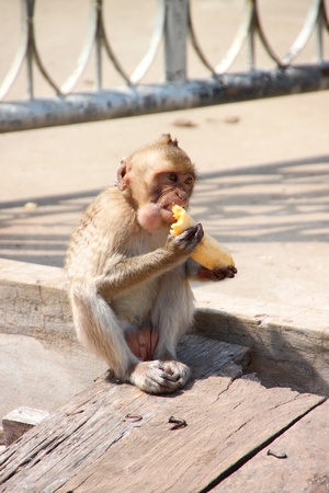 Long-tailed Macaque or crab-eating monkey in tropical rain forest park is eating a bananaの写真素材