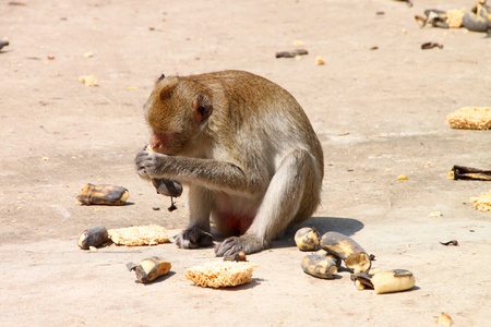 Long-tailed Macaque or crab-eating monkey in tropical rain forest park is eating a ripe bananaの写真素材