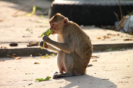 Crab-eating monkey or Long-tailed Macaque in tropical rain forest park is sitting on the floor and eating  green vegetable leaf の写真素材