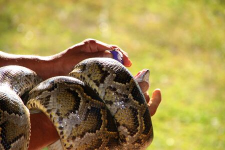 An elastic band is hold in the python mouth for showing how much sharpness of its teethのeditorial素材