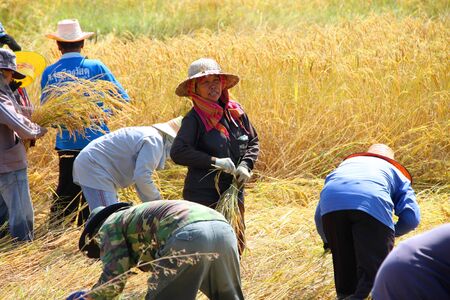 BORABUE, MAHASARAKAM, THAILAND - NOVEMBER 14 : The unidentified group of farmers are at work in traditional way of life at the harvest time in jasmine rice field on November 14, 2011 at Borabue, Mahasarakam, Thailand.のeditorial素材