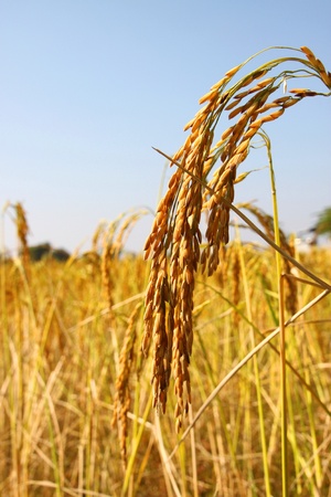 Picture of ear of jasmine rice in rural rice field の写真素材