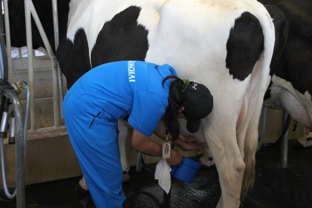 PAK CHONG, KORAT, THAILAND - JANUARY 15 : The unidentified woman is milking a cow on January 15, 2012 at Chok Chai Farm, Pak Chong, Korat, Thailand.のeditorial素材