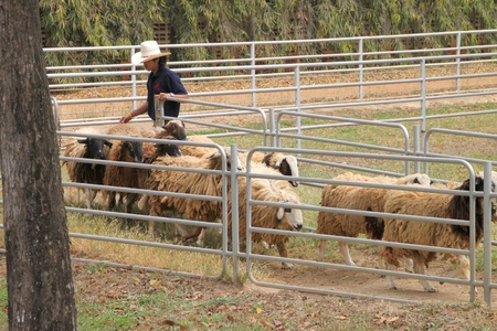 PAK CHONG, KORAT, THAILAND - JANUARY 15 : The unidentified cowboy is showing tourists how to use dog in round up sheeps on January 15, 2012 at Chok Chai Farm, Pak Chong, Korat, Thailand.のeditorial素材