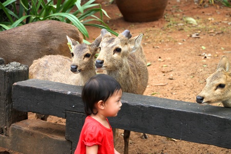 PAK CHONG, KORAT, THAILAND - JANUARY 15 : The unidentified boy is feeding deers on January 15, 2012 at Chok Chai Farm, Pak Chong, Korat, Thailand.のeditorial素材