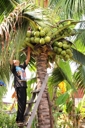 BORABUE, MAHASARAKHAM, THAILAND - JANUARY 19 : The unidentified man is picking off coconut fruits in cultivated land on January 19, 2012 at Wat Dong Keng, Borabue, Mahasarakham, Thailand.のeditorial素材
