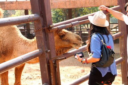 KHAO SUAN KWANG, KHON KHAN, THAILAND - JANUARY 27 : The unidentified tourists are feeding African camel on January 27, 2012 at Khao Suan Kwang Zoo, Khon Khan, Thailand.のeditorial素材