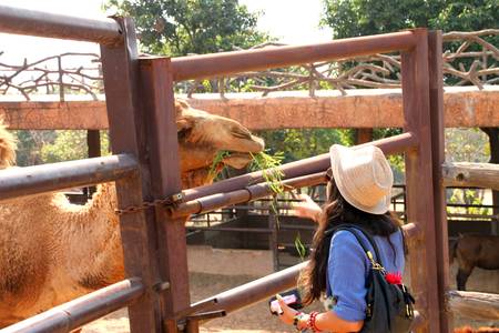 KHAO SUAN KWANG, KHON KHAN, THAILAND - JANUARY 27 : The unidentified tourist is feeding African camel on January 27, 2012 at Khao Suan Kwang Zoo, Khon Khan, Thailand.のeditorial素材