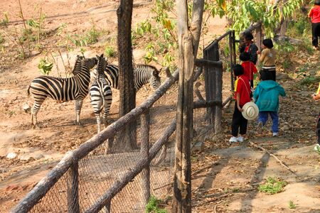 KHAO SUAN KWANG, KHON KHAN, THAILAND - JANUARY 27 : The unidentified tourists are feeding African zebras on January 27, 2012 at Khao Suan Kwang Zoo, Khon Khan, Thailand.のeditorial素材