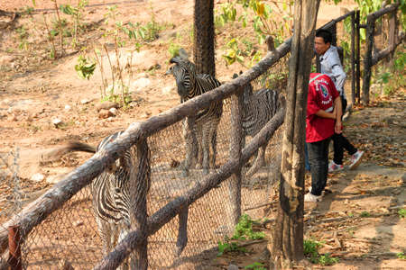 KHAO SUAN KWANG, KHON KHAN, THAILAND - JANUARY 27 : The unidentified tourists are feeding African zebras on January 27, 2012 at Khao Suan Kwang Zoo, Khon Khan, Thailand.のeditorial素材