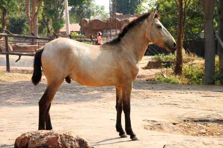 KHAO SUAN KWANG, KHON KHAN, THAILAND - JANUARY 27 : The unidentified tourist is walking along the way in background of horse image on January 27, 2012 at Khao Suan Kwang Zoo, Khon Khan, Thailand.のeditorial素材