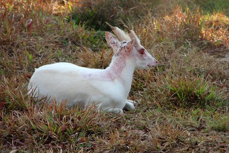 White Common Barking Deer or Common Muntjac in Khao Suan Kwang Zoo, Khon Khan, Thailand.のeditorial素材