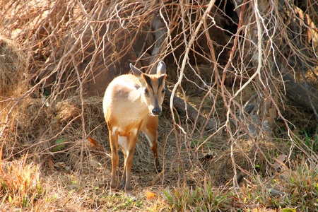 Brown Common Barking Deer or Common Muntjac in Khao Suan Kwang Zoo, Khon Khan, Thailand.のeditorial素材