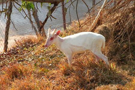 White Common Barking Deer or Common Muntjac in Khao Suan Kwang Zoo, Khon Khan, Thailand.のeditorial素材