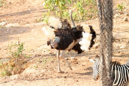 An ostrich is standing in a cage of Khao Saun Kwang Zoo, Khon Khan, Thailand.のeditorial素材