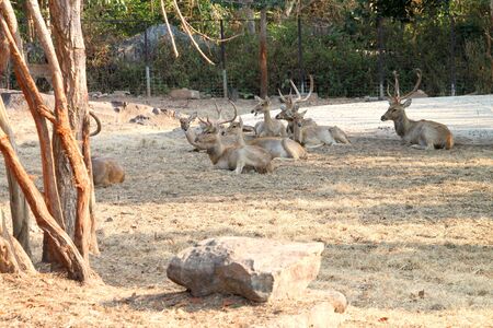 Brow-Antlered Deer in Khao Suan Kwang Zoo, Khon Khan, Thailand.のeditorial素材