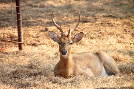 Brow-Antlered Deer in Khao Suan Kwang Zoo, Khon Khan, Thailand.のeditorial素材