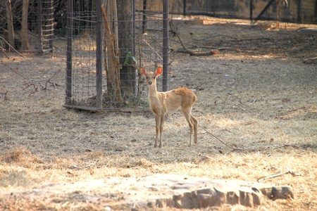 Brow-Antlered Deer in Khao Suan Kwang Zoo, Khon Khan, Thailand.のeditorial素材