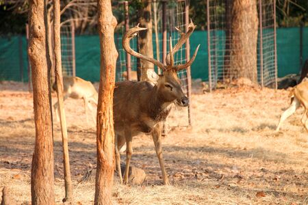 Brow-Antlered Deer in Khao Suan Kwang Zoo, Khon Khan, Thailand.のeditorial素材