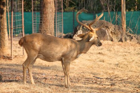 Brow-Antlered Deer in Khao Suan Kwang Zoo, Khon Khan, Thailand.のeditorial素材