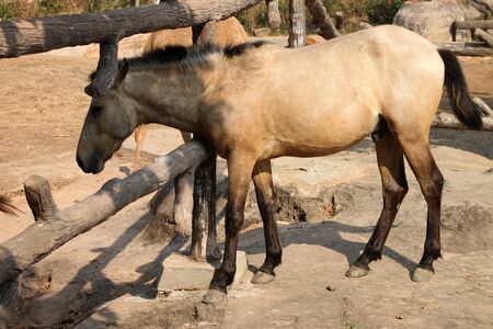 A tamed horse in Khao Suan Kwang Zoo, Khon Khan, Thailand.のeditorial素材