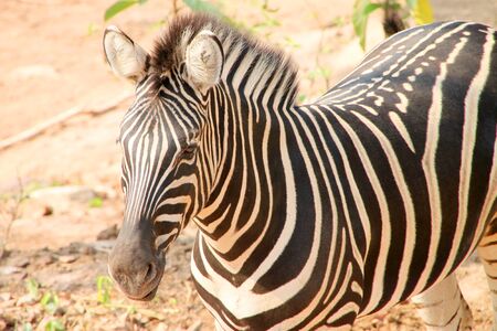An African tamed zebra in Khao Suan Kwang Zoo, Khon Khan, Thailand.のeditorial素材