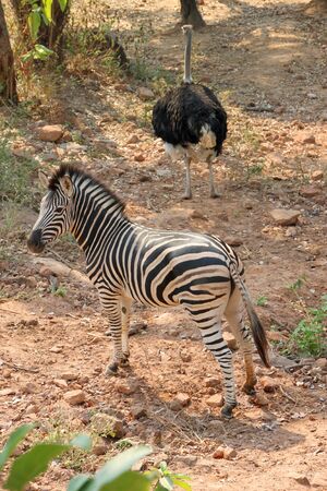 An African tamed zebra and ostrich in Khao Suan Kwang Zoo, Khon Khan, Thailand.のeditorial素材