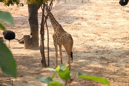 African giraffe in Khao Suan Kwang Zoo, Khon Khan, Thailand.のeditorial素材