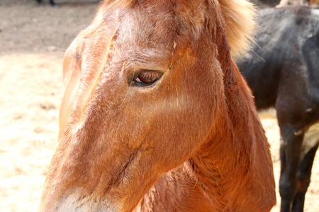 African donkey in Khao Suan Kwang Zoo, Khon Khan, Thailand.のeditorial素材