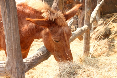 African donkey in Khao Suan Kwang Zoo, Khon Khan, Thailand.のeditorial素材
