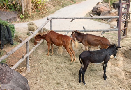 African donkeys in Khao Suan Kwang Zoo, Khon Khan, Thailand.