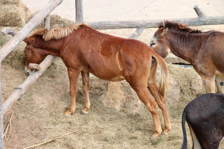 African donkeys in Khao Suan Kwang Zoo, Khon Khan, Thailand.のeditorial素材