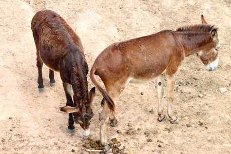 African donkeys in Khao Suan Kwang Zoo, Khon Khan, Thailand.のeditorial素材