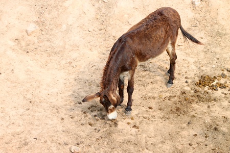 African donkey in Khao Suan Kwang Zoo, Khon Khan, Thailand.のeditorial素材