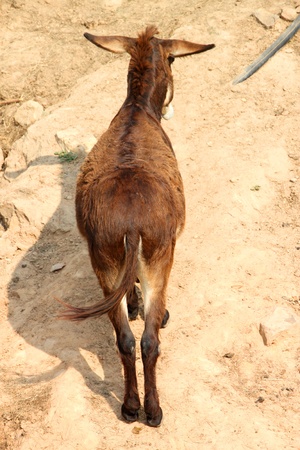 African donkey in Khao Suan Kwang Zoo, Khon Khan, Thailand.のeditorial素材