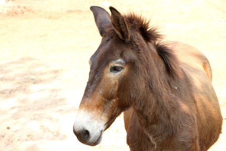 African donkey in Khao Suan Kwang Zoo, Khon Khan, Thailand.のeditorial素材
