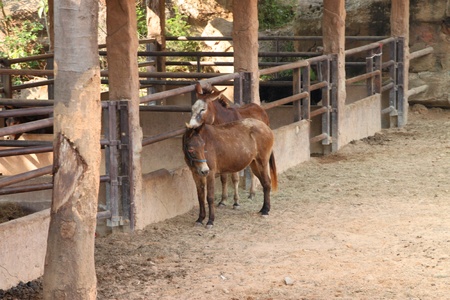 African donkeys in Khao Suan Kwang Zoo, Khon Khan, Thailand.のeditorial素材