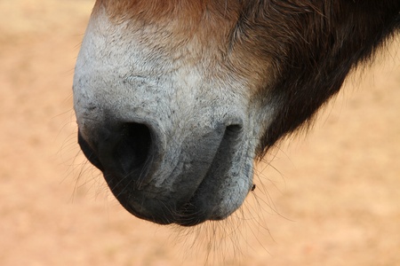 Close up African donkey mouth and noseのeditorial素材