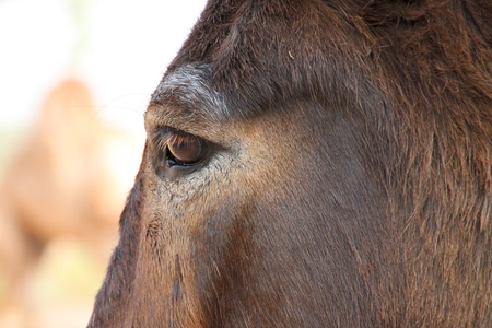 Close up African donkey eye and face side viewのeditorial素材