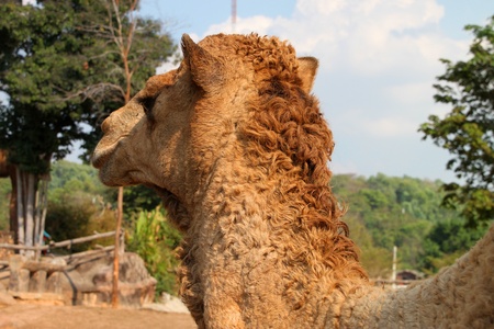 African camel in Khao Suan Kwang Zoo, Khon Khan, Thailandのeditorial素材
