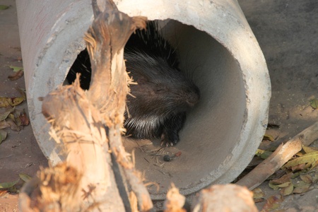 A black porcupine is sleeping in drain pipeのeditorial素材