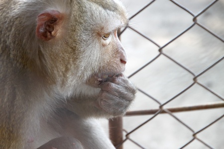 Crab-eating macaque or Long- tailed macaque in the cage の写真素材