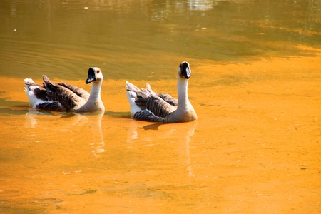 Two tropical tamed geese in the pondの写真素材