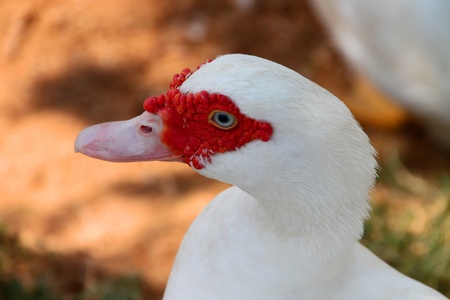 A tropical tamed duck on the riverside farmの写真素材