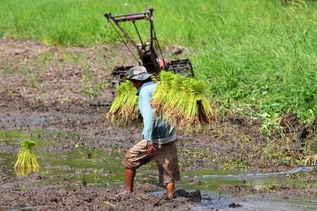 Farmer is growing jasmine rice in plantation.のeditorial素材
