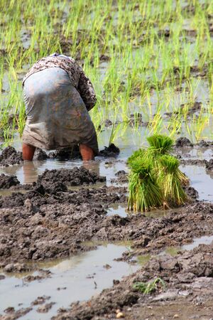 Farmer is growing jasmine rice in plantation.のeditorial素材
