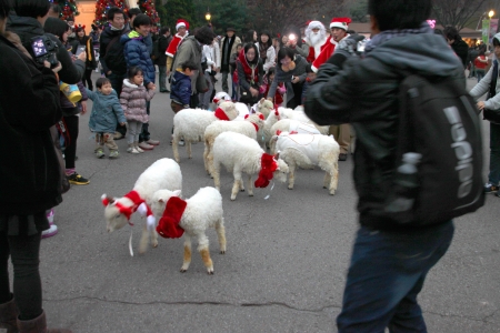 EVERLAND, YONGIN, KOREA - NOVEMBER 26 : Unidentified tourists are travelling to Everland on November 26, 2011 at Everland, Yongin, Korea.のeditorial素材